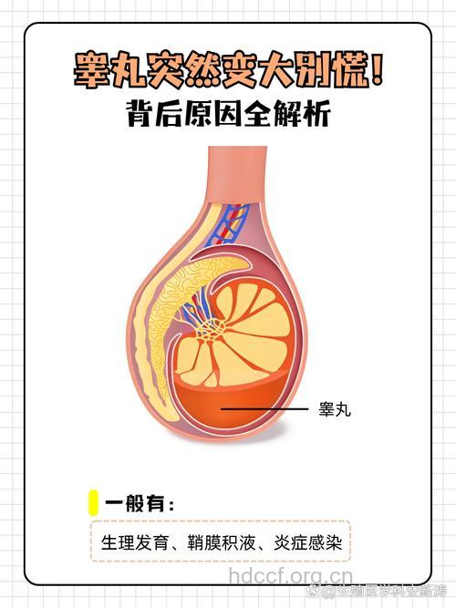睾丸异常不育的几种病因