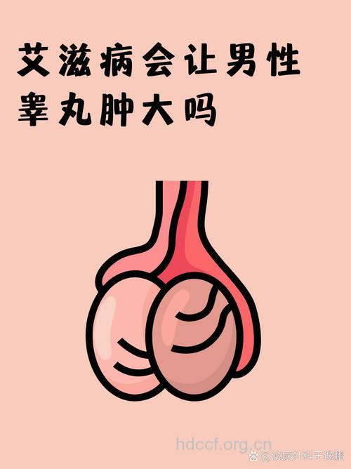睾丸是艾滋病毒的又一藏身所