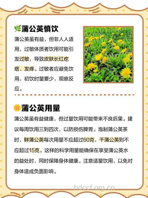 蒲公英泡水喝的三大禁忌