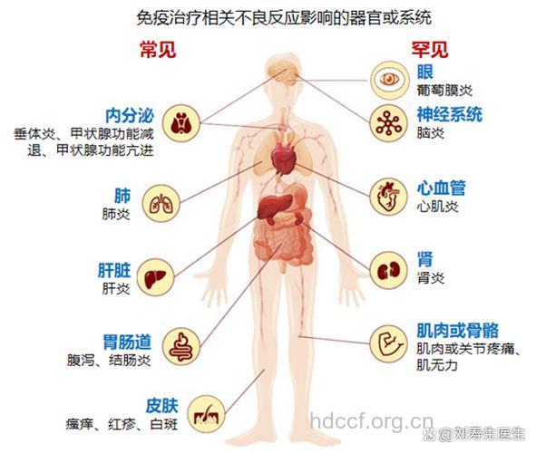 免疫性不育的危害有哪些