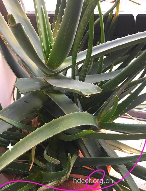 芦荟治疗秋季口腔溃疡