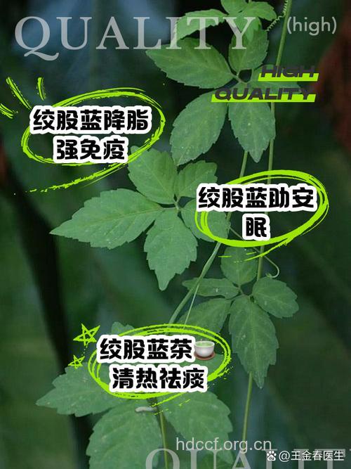 绞股蓝泡水喝的功效