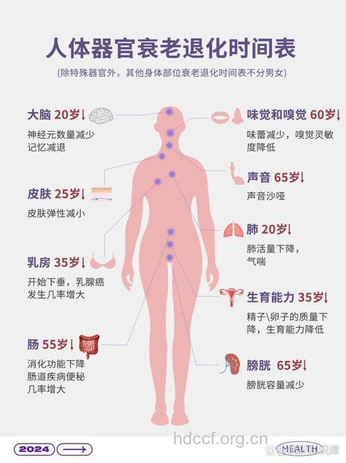 身体什么时候开始衰老 盘点人体器官衰老时间