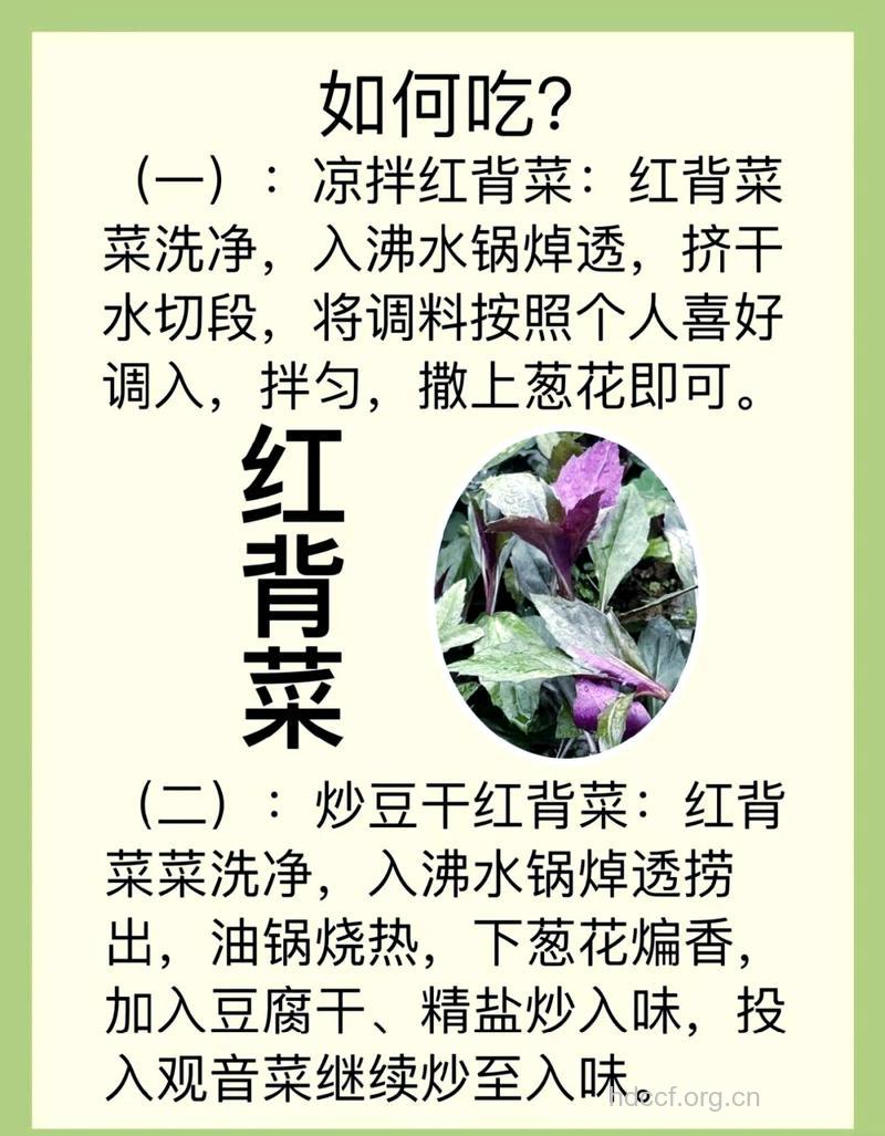 女人补血菜 红背菜的功效及做法