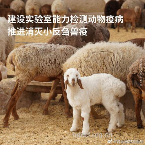 艾滋病基因疗法在动物实验上取得成效