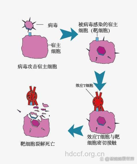 人工细胞陷阱对付艾滋病毒