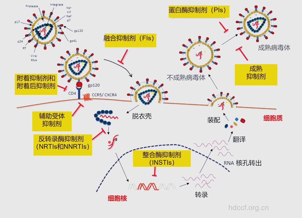 研究：抗艾滋病毒新物质可阻止病毒复制