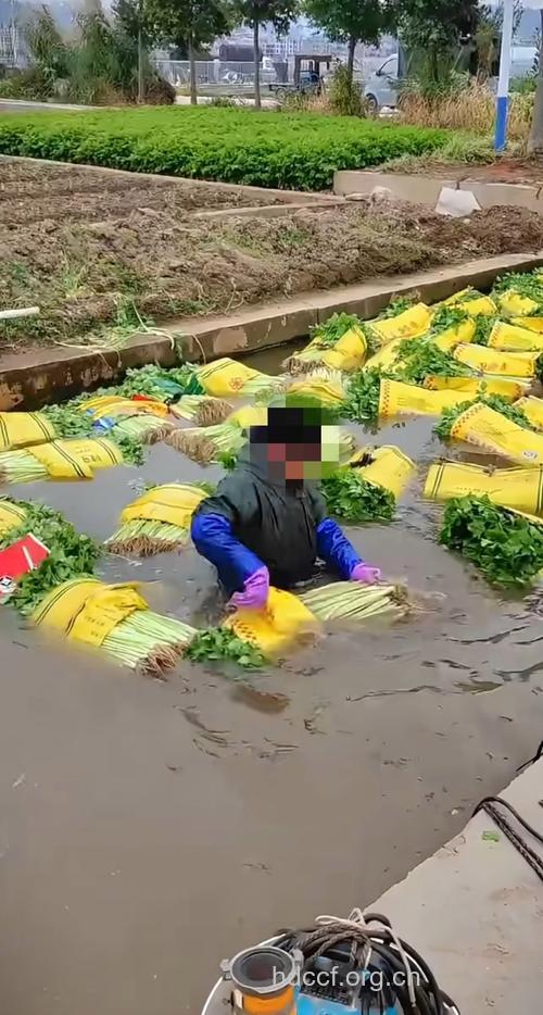 偷菜网农当心累出强迫症