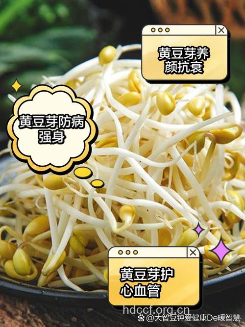 预防冬季高血压吃黄豆芽