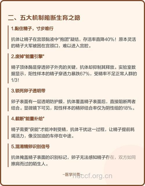 精子抗体的产生会导致男性不育吗