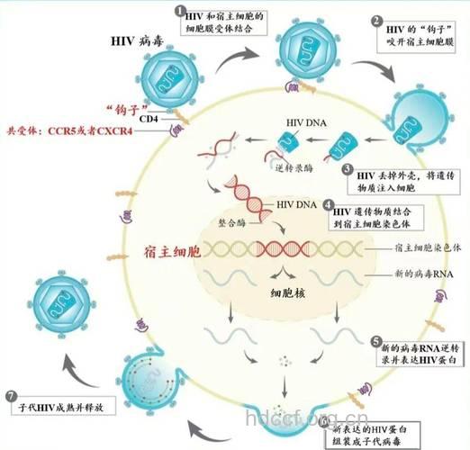 艾滋病病毒攻击细胞模式图