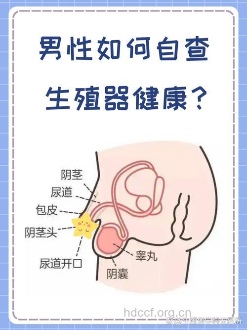 性器官病变,如何自检睾丸和阴茎?