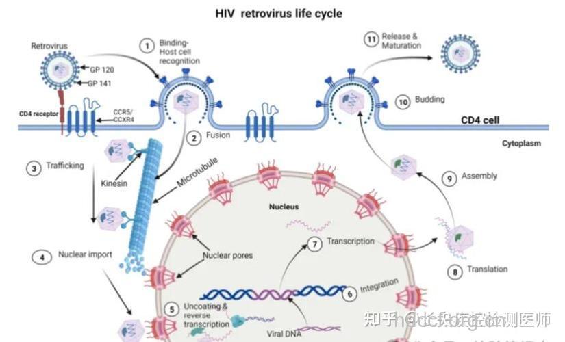 艾滋病浸染机体全程图示