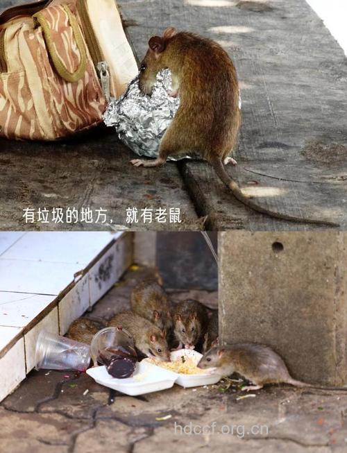 看见死老鼠也能患上强迫症