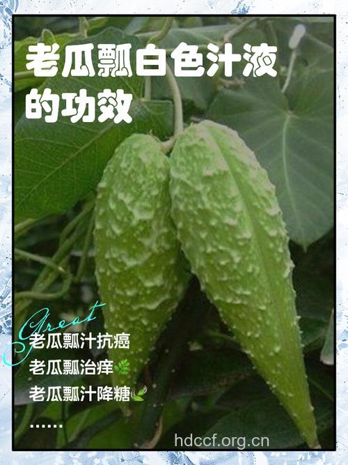 葫芦瓜治疗口腔溃疡偏方