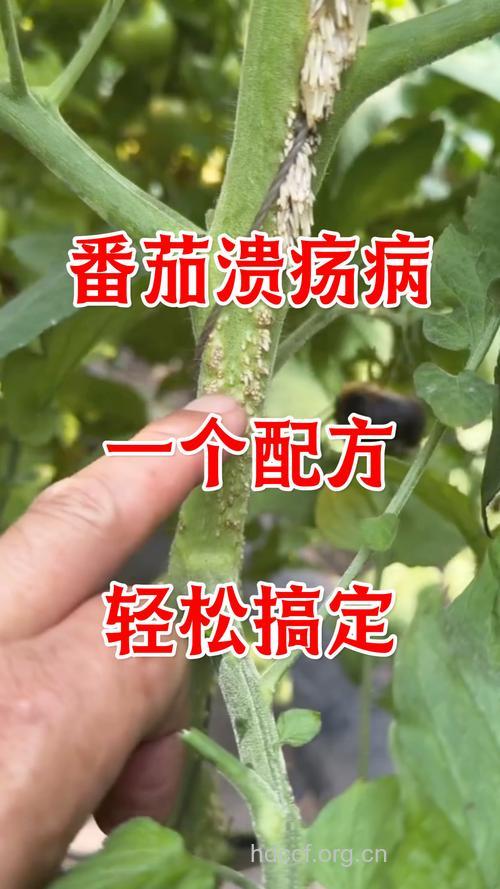 番茄治疗脾胃积热型口腔溃疡
