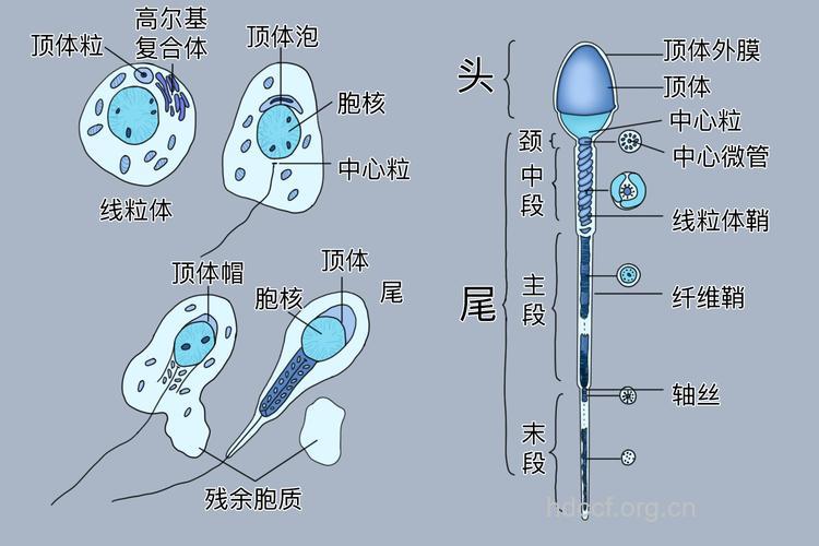精子是怎样成熟的?