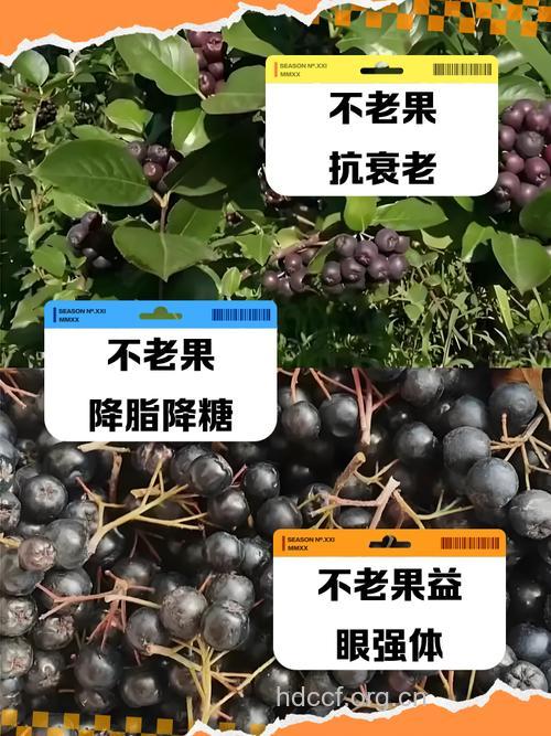 老人不能吃什么水果