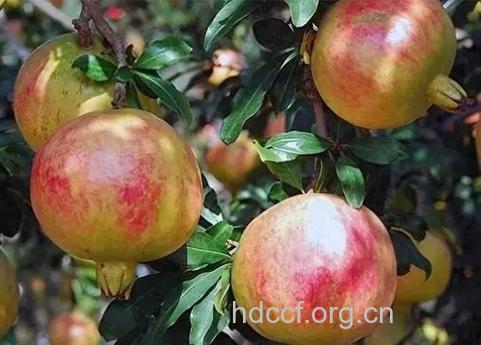 吃石榴治疗口腔溃疡