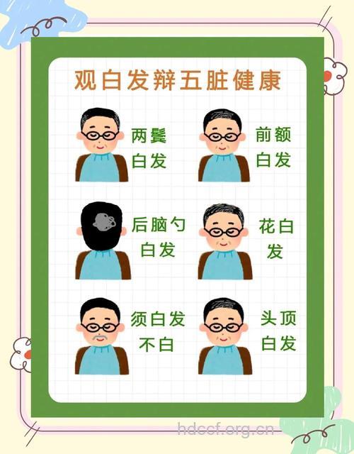 不同白发部位反映出的身体问题