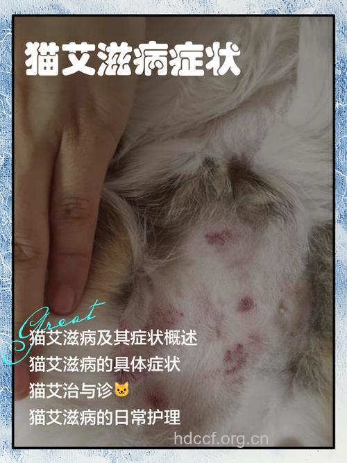 当心养宠物猫也会得艾滋病