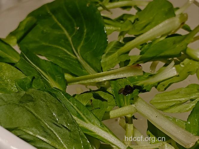 惊!菜洗不干净致男性不育