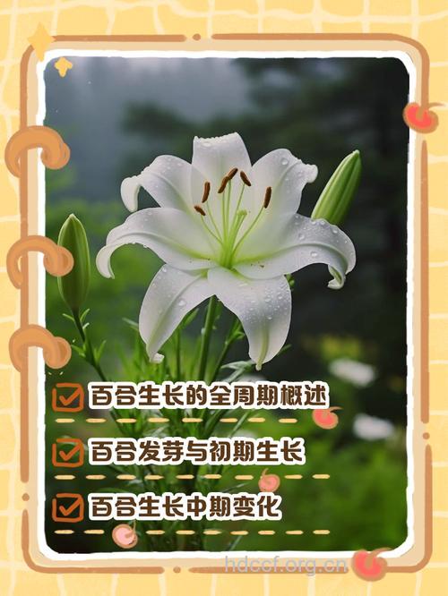 从 迎春花 到 百合花
