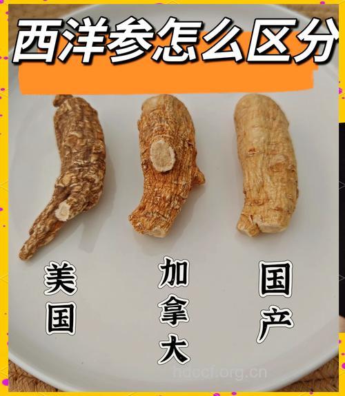 人参和西洋参怎么区别辨认