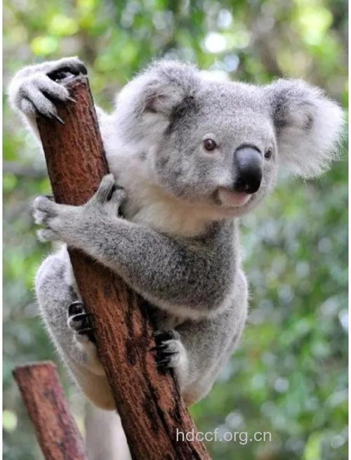 考拉熊也得艾滋病？