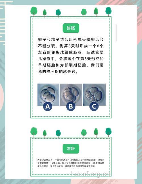 揭秘试管婴儿