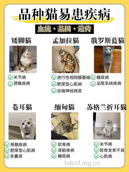 养猫易得精神分裂症吗