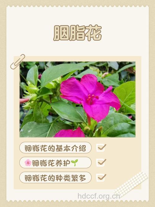 春季百花开 不同花卉的药用价值