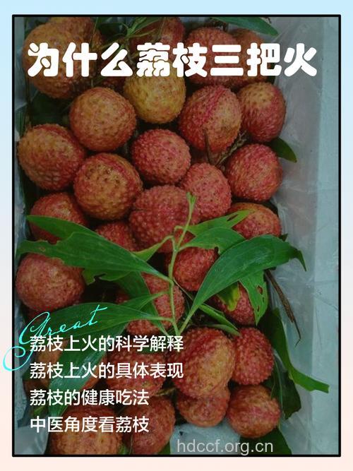 为何果农天天吃荔枝 不溃疡
