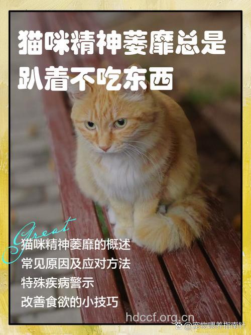 养猫也会精神分裂