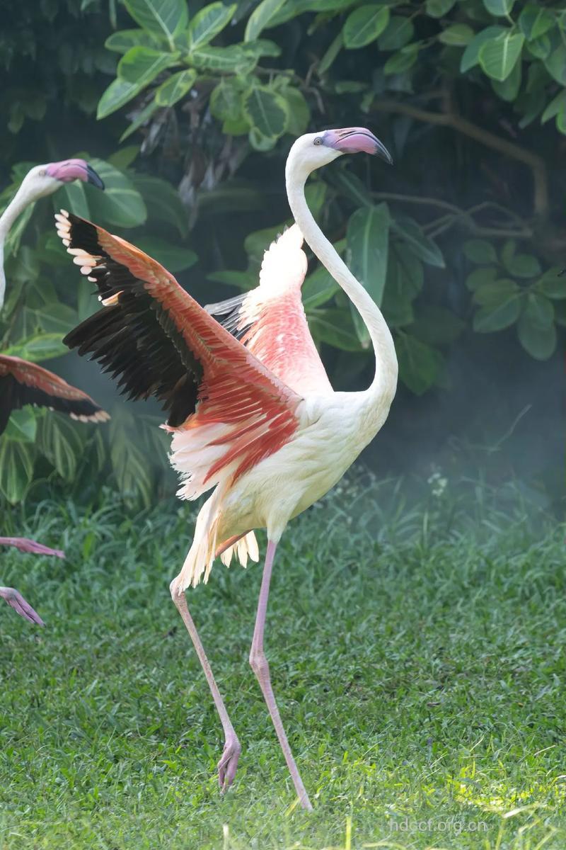 体坛艾滋大使--活着的“火烈鸟”