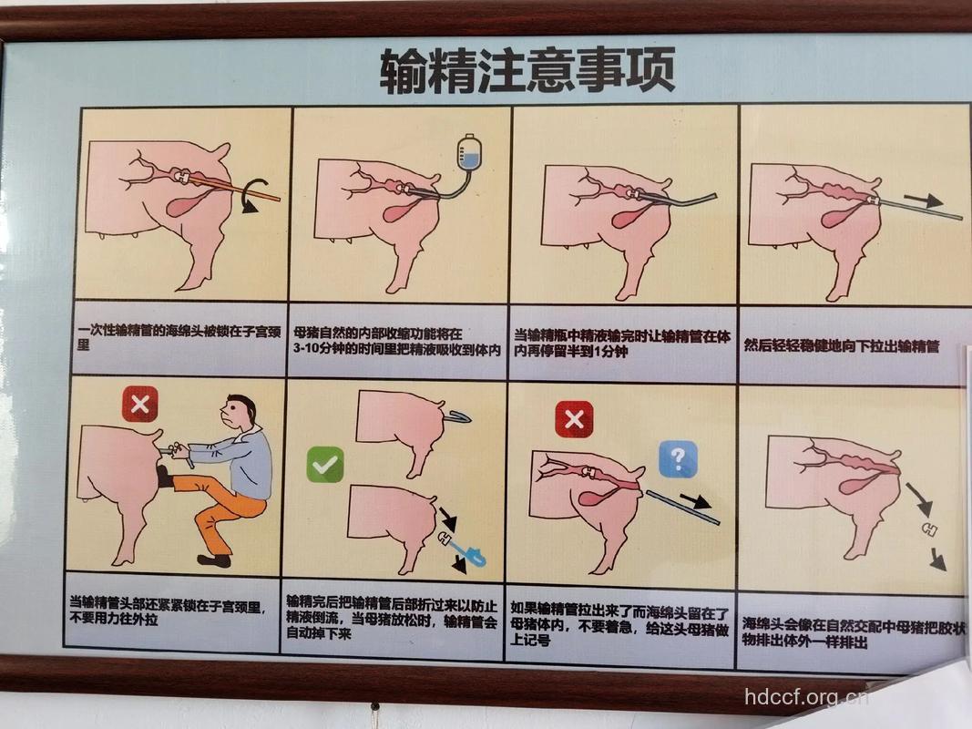 临床上人工授精的方法主要有哪些