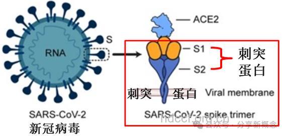 研究发现 Tat蛋白控制着病毒的繁衍