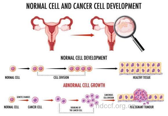 干细胞“产卵”或可治疗不孕不育