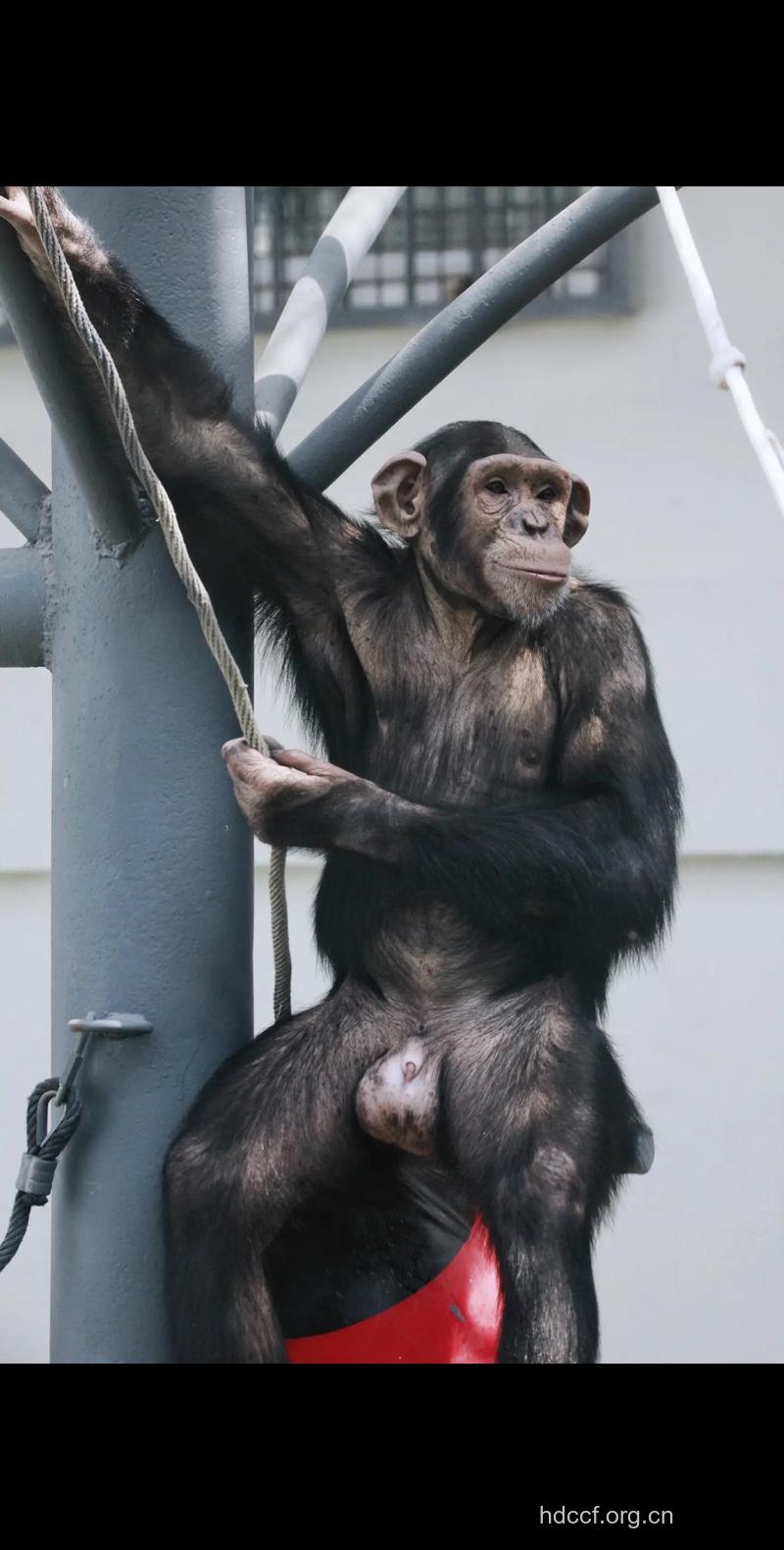 艾滋病源自野生黑猩猩？