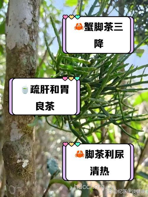 茶叶十大另类功效 去除口臭治脚气