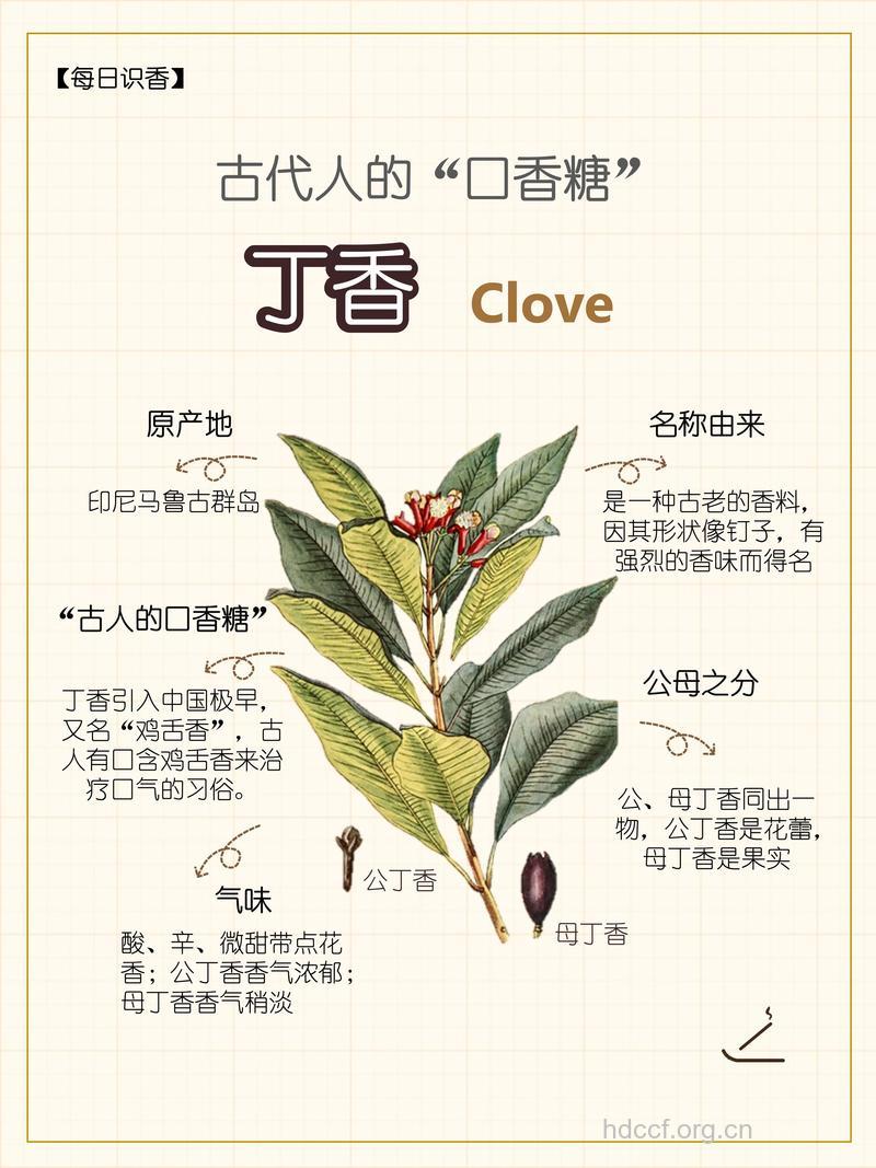 古代的“口香糖”-丁香