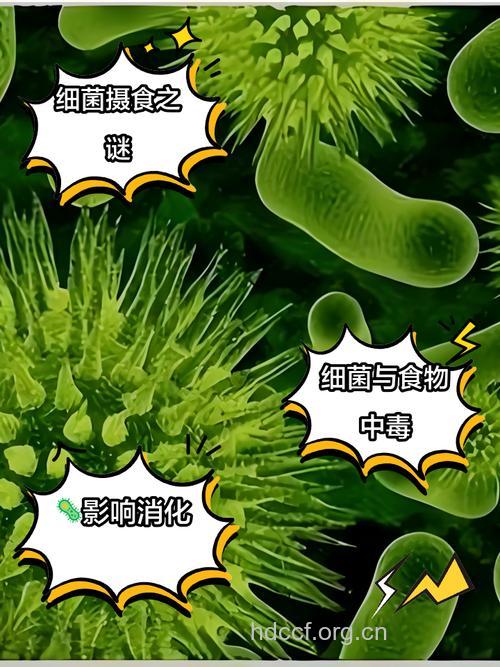 盘点 含细菌最多的食物