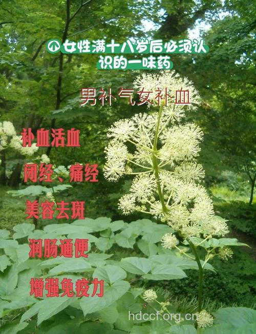 女性必知六大廉价补血圣品