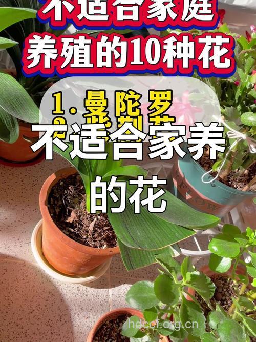 哪些花草不适合在室内养？