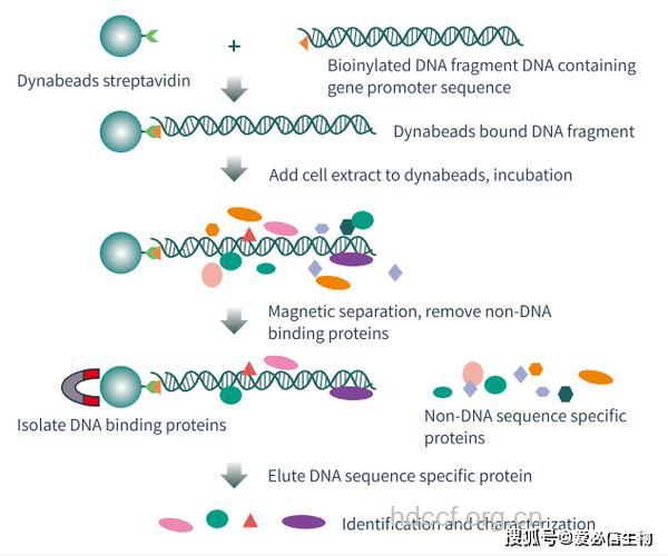 “迂回方法”模拟出艾滋病病毒中整合酶
