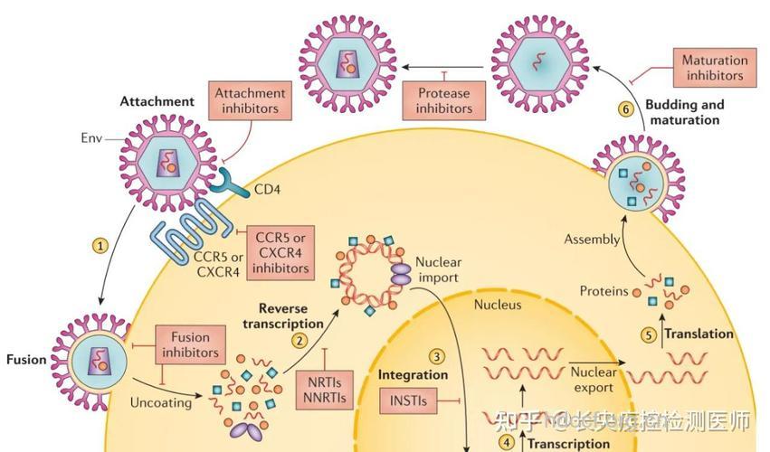 艾滋病病毒破坏免疫系统机制研究