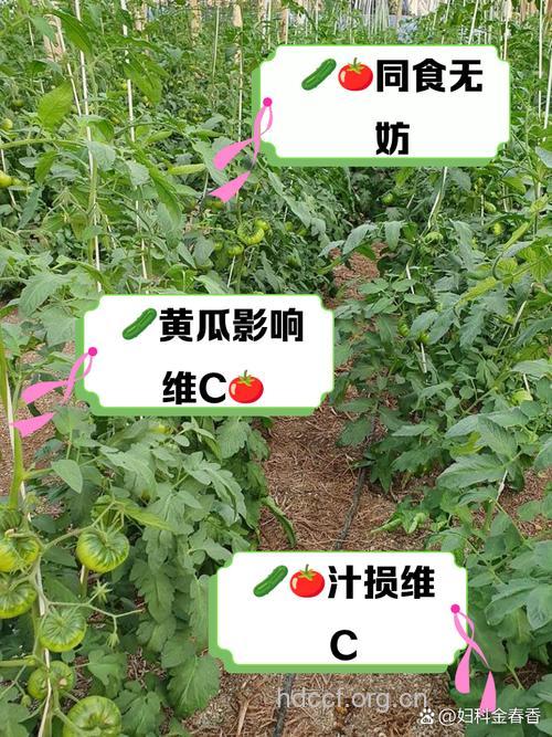 黄瓜和西红柿为什么不能一起吃