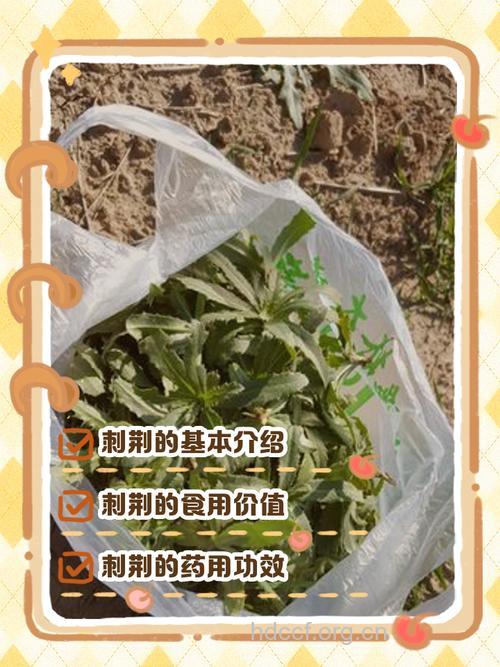 在非洲探索中草药治疗艾滋病