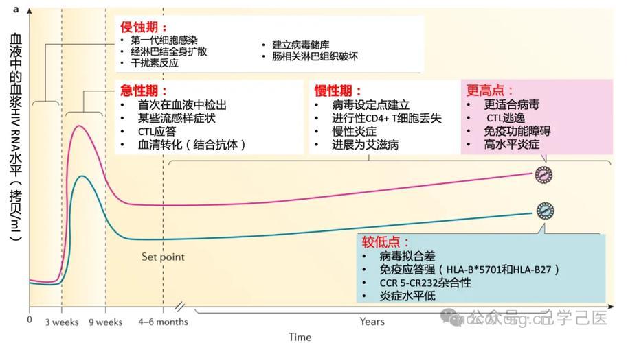 艾滋病知识之HIV结构与病毒复制周期
