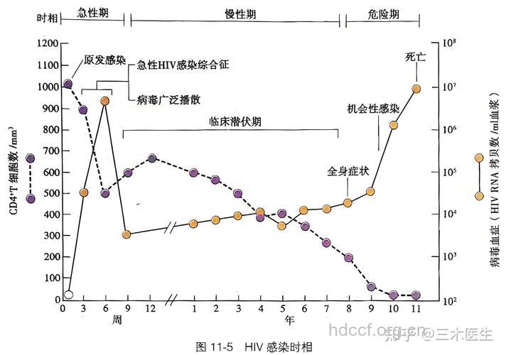 CD4细胞数量可延长艾滋病患者的寿命